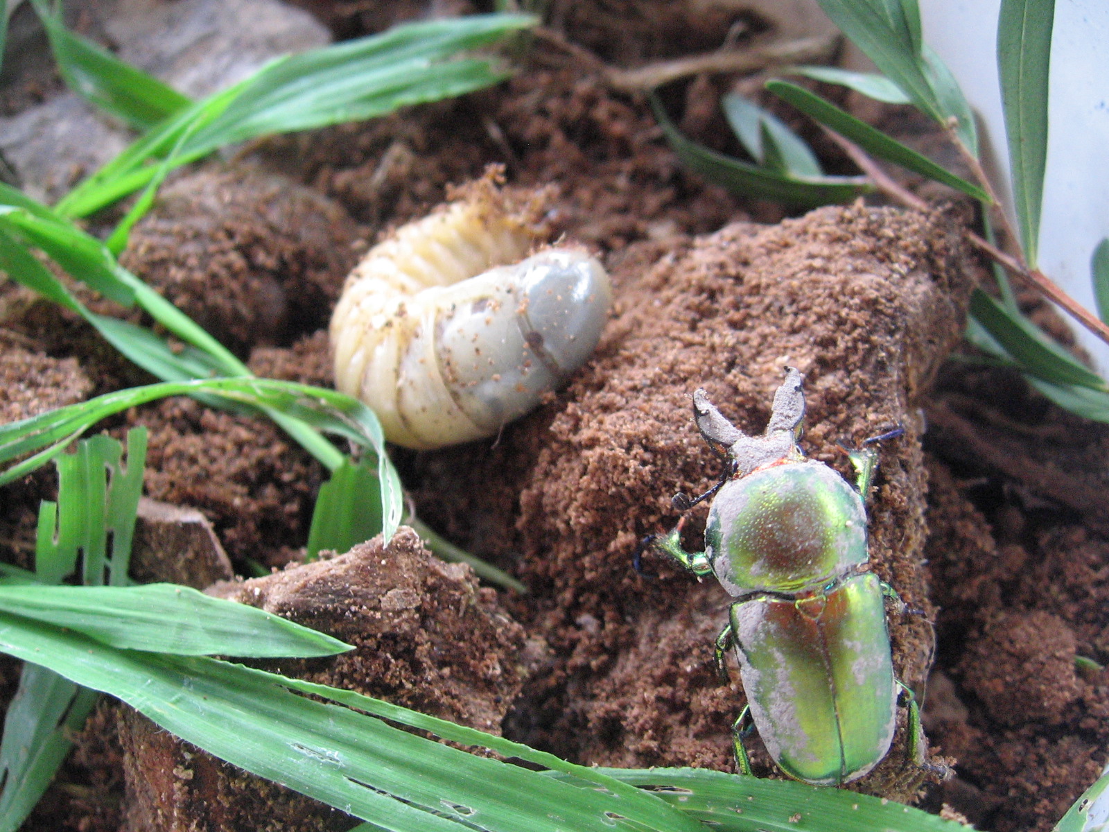 Biologylocal insects life in rotting wood.